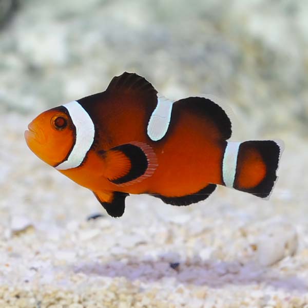 ORA® Captive-Bred Misbar Fancy Ocellaris Clownfish ORA® Captive-Bred Misbar Fancy Ocellaris Clownfish